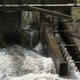 Image for article titled How to Get a Fish To Cross a Dam